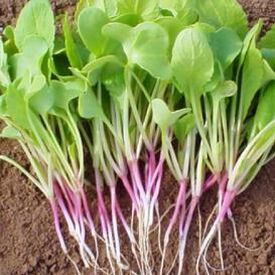Red Arrow, Radish Seeds